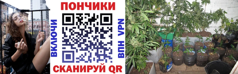 Конопля гибрид  Алексеевка 